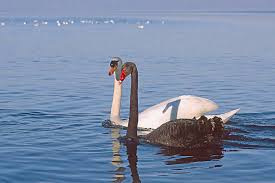 Attēlu rezultāti vaicājumam “Cygnus atratus”