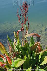Attēlu rezultāti vaicājumam “Rumex hydrolapathum”