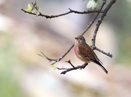 Attēlu rezultāti vaicājumam “Carduelis cannabina male”
