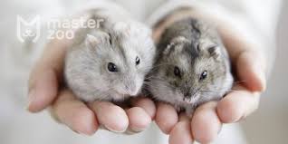 Image result for хомяк