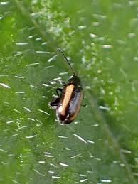 Attēlu rezultāti vaicājumam “Phyllotreta sp.”