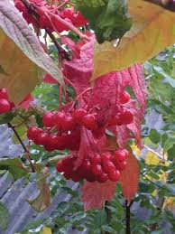 Attēlu rezultāti vaicājumam “Viburnum opulus flower”