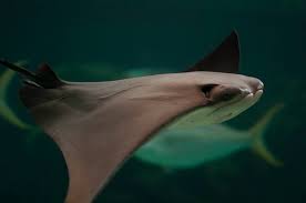 Image result for Rhinoptera bonasus