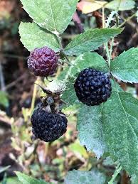 Attēlu rezultāti vaicājumam “Rubus nessensis fruit”