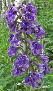 Attēlu rezultāti vaicājumam “Colloderma robustum young”