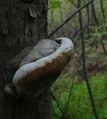 Attēlu rezultāti vaicājumam “Phellinus alni”