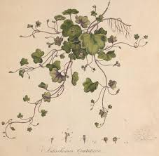 Attēlu rezultāti vaicājumam “Cymbalaria muralis”