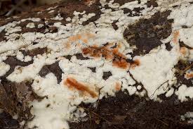 Attēlu rezultāti vaicājumam “Physisporinus sanguinolentus”