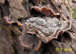 Attēlu rezultāti vaicājumam “Auricularia mesenterica”