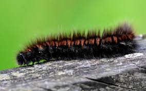 Attēlu rezultāti vaicājumam “Macrothylacia rubi larva”