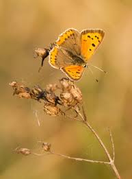 Attēlu rezultāti vaicājumam “Lycaena virgaureae female”