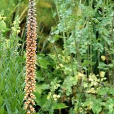 Image result for Digitalis ferruginea