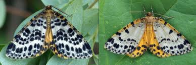 Attēlu rezultāti vaicājumam “Arichanna melanaria”