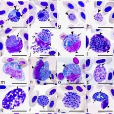 Attēlu rezultāti vaicājumam “Badhamia lilacina plasmodium”