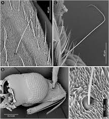 Attēlu rezultāti vaicājumam “Capsodes gothicus imago”