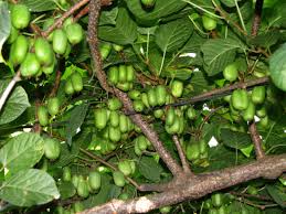 Attēlu rezultāti vaicājumam “Actinidia kolomikta fruit”