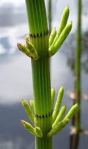 Attēlu rezultāti vaicājumam “Equisetum fluviatile”