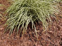 Attēlu rezultāti vaicājumam “Carex chordorhiza”