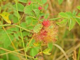 Attēlu rezultāti vaicājumam “Diplolepis rosae”