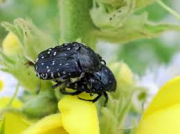 Attēlu rezultāti vaicājumam “Oxythyrea funesta”