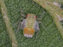 Attēlu rezultāti vaicājumam “Psylla alni”