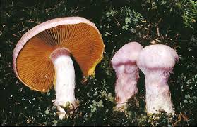 Attēlu rezultāti vaicājumam “Cortinarius traganus”