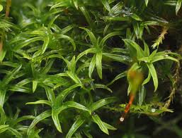 Attēlu rezultāti vaicājumam “Bryoerythrophyllum recurvirostrum”