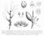 <b>Sapotaceae</b> Argania sideroxylon