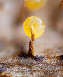 Attēlu rezultāti vaicājumam “Physarum bivalve spores”