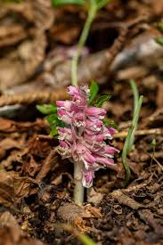 Attēlu rezultāti vaicājumam “Lathraea squamaria flower”