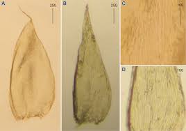 Attēlu rezultāti vaicājumam “Plagiothecium sp.”
