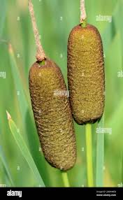 Attēlu rezultāti vaicājumam “Typha latifolia fruit”