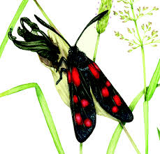 Attēlu rezultāti vaicājumam “Zygaena filipendulae”