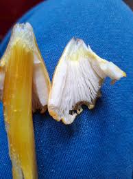 Attēlu rezultāti vaicājumam “Hygrocybe acutoconica”