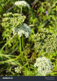Attēlu rezultāti vaicājumam “Selinum carvifolia flower”