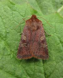 Attēlu rezultāti vaicājumam “Cerastis leucographa”