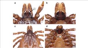 Attēlu rezultāti vaicājumam “Ixodes”