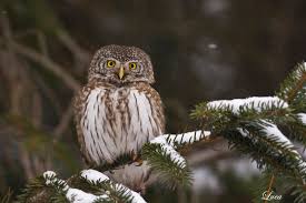Attēlu rezultāti vaicājumam “Glaucidium passerinum”