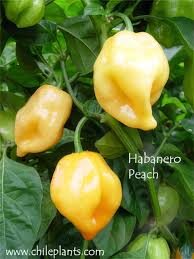 Afbeeldingsresultaat voor peach habanero hot pepper