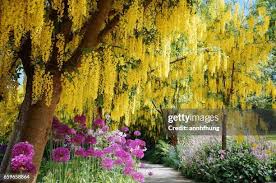 Attēlu rezultāti vaicājumam “Laburnum”