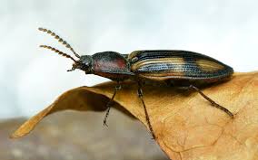 Attēlu rezultāti vaicājumam “Selatosomus cruciatus”