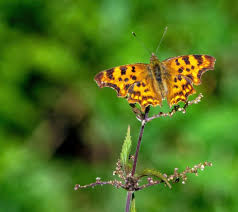 Attēlu rezultāti vaicājumam “Polygonia c-album upperside”