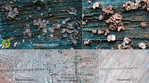 Attēlu rezultāti vaicājumam “Ombrophila violacea”