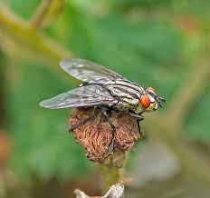 Attēlu rezultāti vaicājumam “Sarcophaga carnaria”