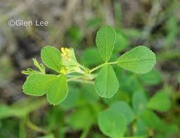 Attēlu rezultāti vaicājumam “Medicago lupulina leaf”