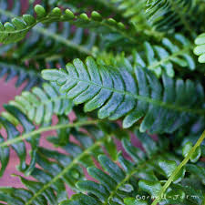Attēlu rezultāti vaicājumam “Blechnum spicant”
