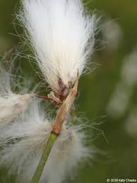 Attēlu rezultāti vaicājumam “Eriophorum gracile fruit”