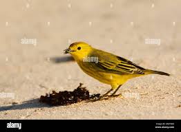 Image result for Dendroica petechia