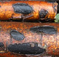 Attēlu rezultāti vaicājumam “Biscogniauxia marginata”