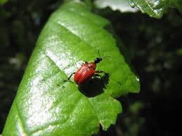 Attēlu rezultāti vaicājumam “Apoderus coryli”